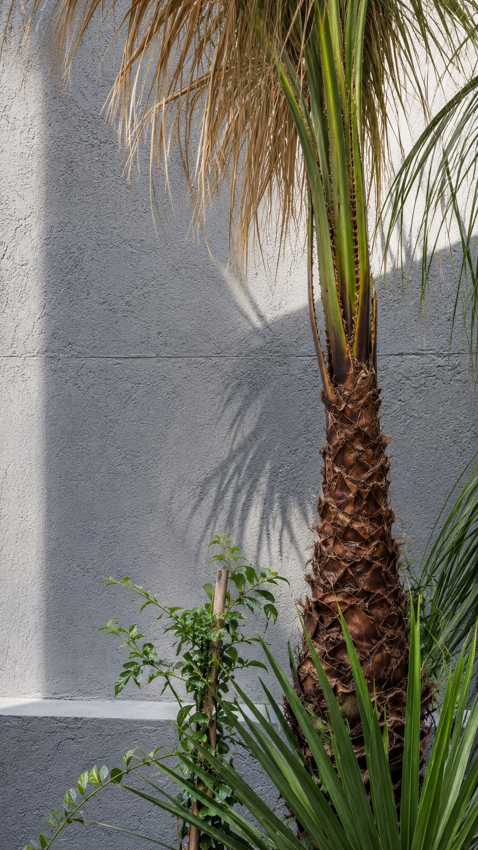 Béton Brut — mur de jardin, teinte gris clair