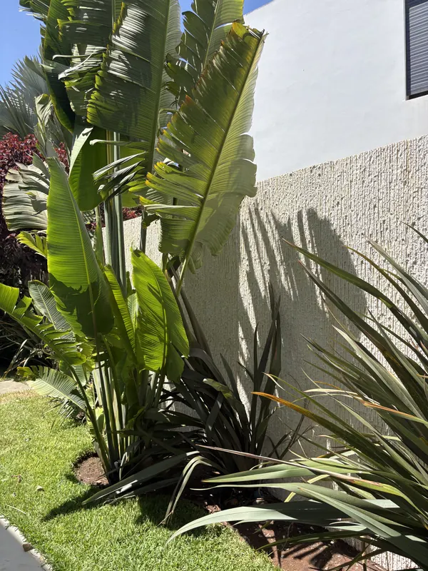 Mur de jardin d'une villa à Oasis habillé en Mattoni peint sable