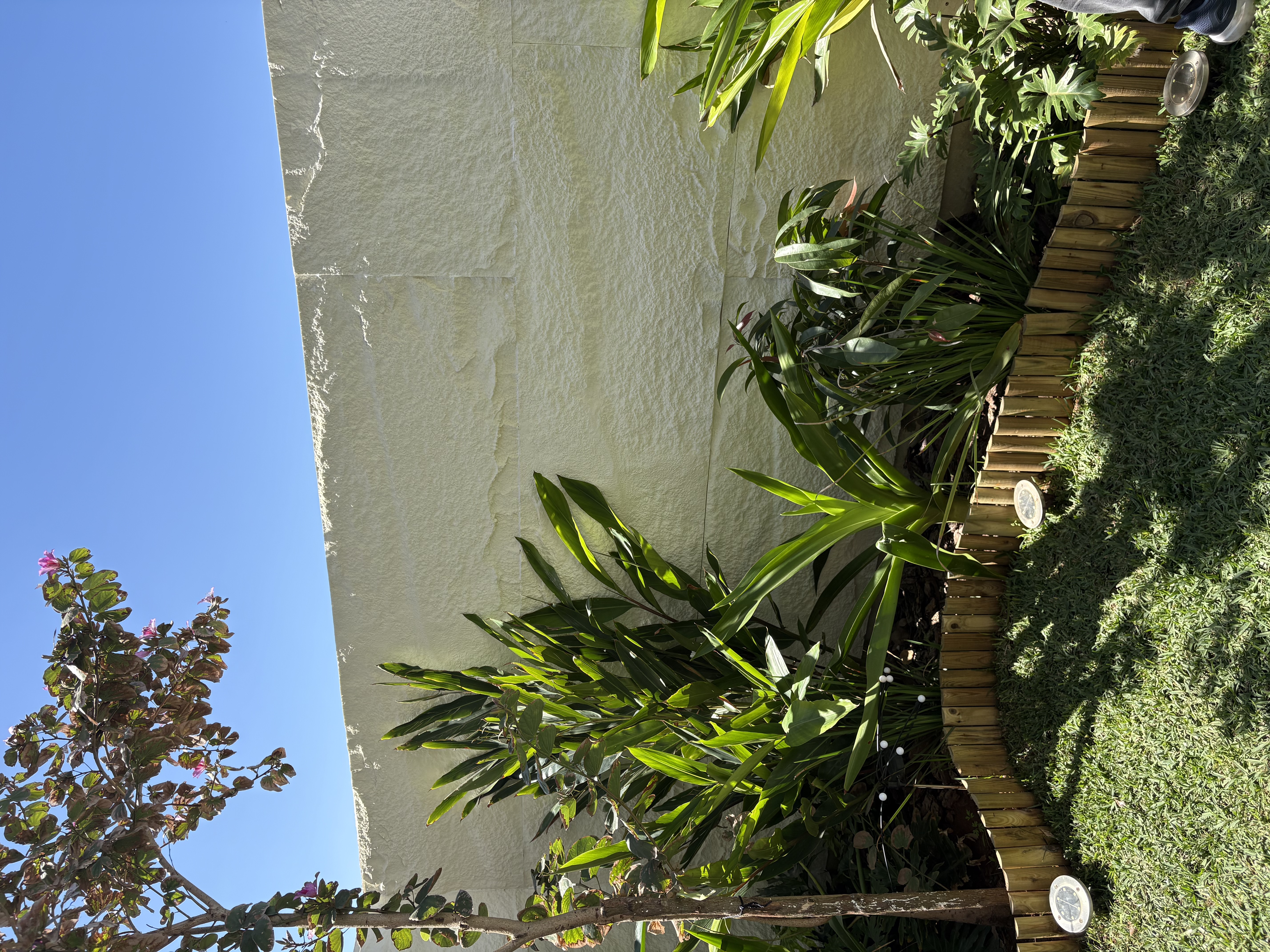Mur de jardin en grès clair texturé, massif tropical